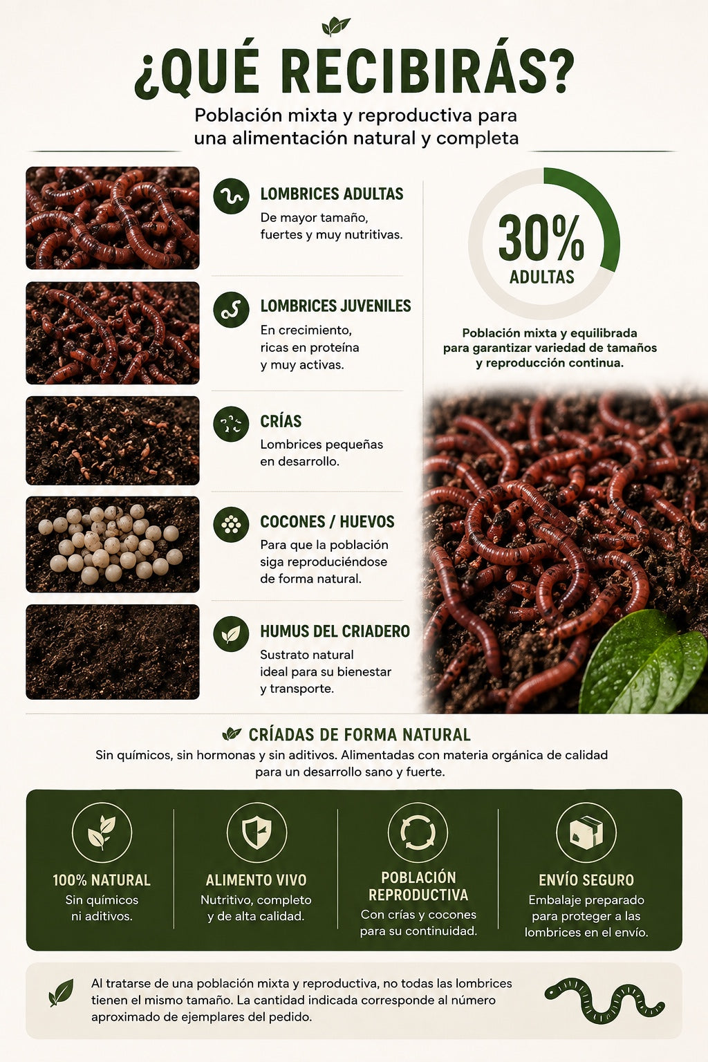 Lombriz Roja Californiana